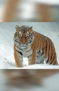 Tiger Carnivore Felidae Live Wallpaper