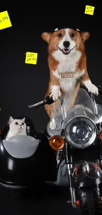 This live wallpaper for your phone features a playful corgi dog riding on the back of a motorcycle alongside a cool cat