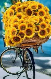 Tire Bicycle Wheel Live Wallpaper