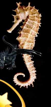 Tire Northern Seahorse Syngnathiformes Live Wallpaper