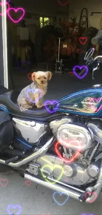 This phone live wallpaper showcases a cute dog sitting on a weathered motorcycle