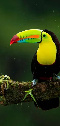 Toucan Bird Beak Live Wallpaper