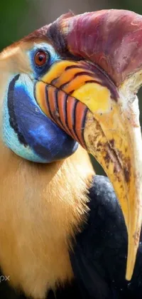 This is a stunning mobile wallpaper featuring a close-up image of a colorful bird's beak