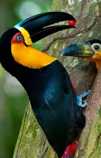 Toucan Bird Light Live Wallpaper