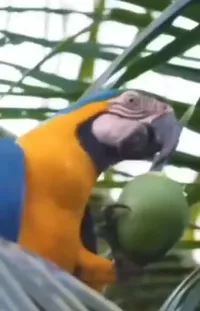 Toucan Bird Macaw Live Wallpaper