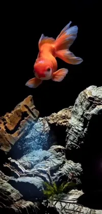 Toy Organism Underwater Live Wallpaper