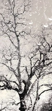 Tree Art World Live Wallpaper