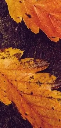 Tree Autumn Fall Live Wallpaper