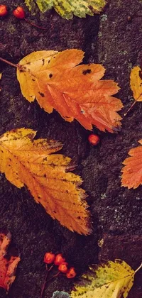 Tree Autumn Fall Live Wallpaper