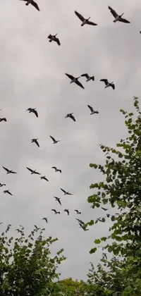 This phone live wallpaper features a mesmerizing flock of birds gracefully soaring through a cloudy sky, creating a beautiful and tranquil scene