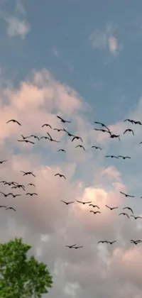 Experience the serene beauty of nature with our phone live wallpaper featuring a flock of birds soaring gracefully through a cloudy sky