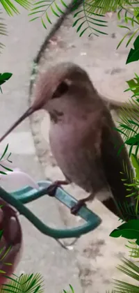 This stunning phone live wallpaper depicts a vibrant hummingbird perched atop a bird feeder
