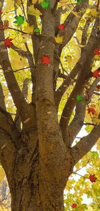 Tree Branch Biome Live Wallpaper