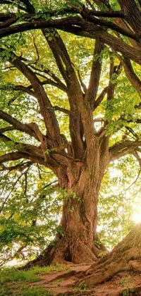 Are you in need of a relaxing and calming live wallpaper for your phone? Look no further than this stunning image of the sun streaming through the branches of an elm tree