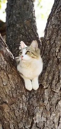 This live phone wallpaper depicts a charming cat sitting on a tree branch, against a soft shadowy background