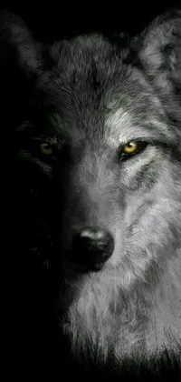 This exciting phone live wallpaper showcases a stunning monochromatic photograph of a wolf, with glowing yellow eyes that command attention