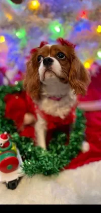 This charming phone live wallpaper features an adorable cavalier king charles spaniel, wearing festive clothing and sitting on a soft blanket in front of a beautifully decorated Christmas tree