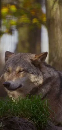 Get the feeling of connecting with nature every time you glance at your phone screen with this stunning wolf live wallpaper
