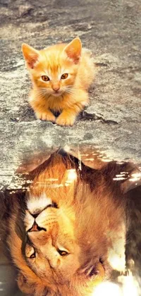 This phone live wallpaper features a cute and photorealistic cat that resembles a miniature lion