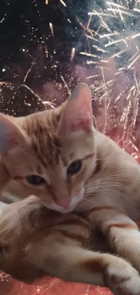 This phone's live wallpaper features an orange cat relaxing amidst a vibrant fireworks display in the background