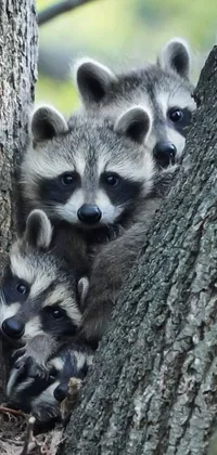 Looking for a charming live wallpaper for your phone? Look no further than this delightful image of three baby raccoons peeking out from behind a tree