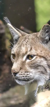 This phone live wallpaper features a stunning image of a young lynx, taken at a zoo
