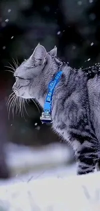 This phone live wallpaper showcases a stunning cat, with piercings on its ears and a blue and silver collar, standing in a winter wonderland