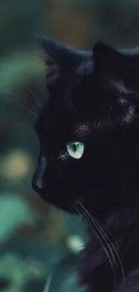 This stunning digital art live wallpaper features a close-up of a black cat with mesmerizing blue eyes