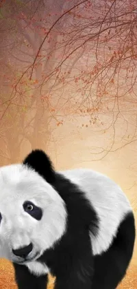 Enjoy a mesmerizing live wallpaper on your phone with a stunning autumn forest scene featuring a cute panda bear at sunset