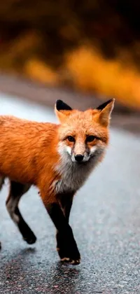 This stunning phone live wallpaper displays a close-up of a red fox as it walks gracefully on a lush road