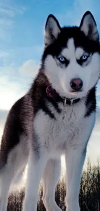 This phone live wallpaper features a stunning husky standing on a snow-covered field, surrounded by trees
