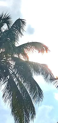 Enhance your phone's screen with a serene live wallpaper comprising two palm trees standing together