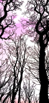 Enhance your phone with this stunning live wallpaper of a pink sky and trees silhouetted against it