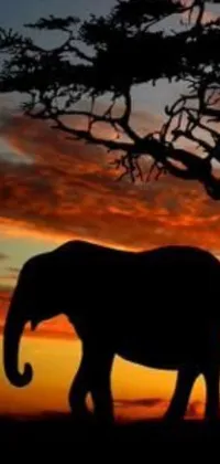 This live wallpaper features a stunning scene of an elephant standing in front of a tree during a beautiful sunset
