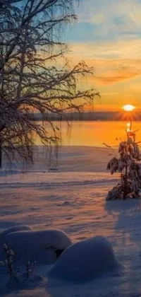 This phone live wallpaper showcases a stunning winter scenery of a tree standing tall on a snowy field, accented by the radiant golden hues of the sunset