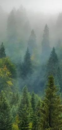 Tree Fog Biome Live Wallpaper