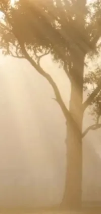 This phone live wallpaper features a majestic giraffe standing near a tree amidst a foggy field