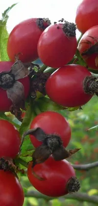 Tree Food Berry Live Wallpaper