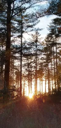 This phone live wallpaper showcases a beautiful forest landscape captured on an iPhone
