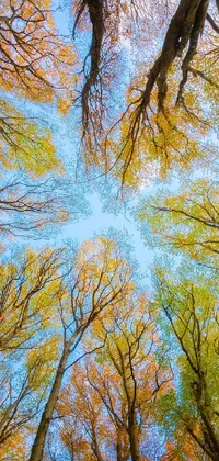 Tree Landscape Sky Live Wallpaper
