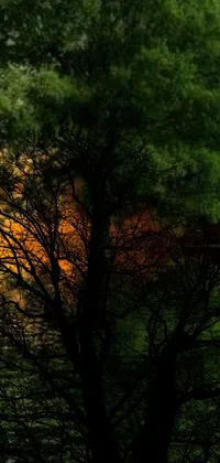 Tree Landscape Sunrise Live Wallpaper