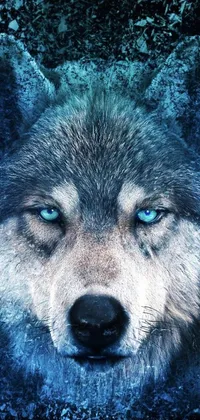 This phone live wallpaper depicts a striking close-up of a wolf with piercing blue eyes