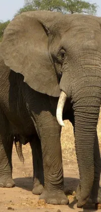 This live phone wallpaper captures the beauty of an elephant standing in dirt on the savannah