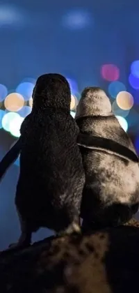 This phone live wallpaper features a charming pair of penguins perched on a rock, gazing out at the twinkling lights of a city skyline