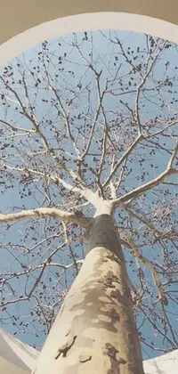 Bring the beauty of nature to your phone screen with this stunning live wallpaper featuring a tree against a blue sky background
