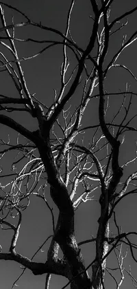 This stunning black and white live wallpaper features a bare tree standing out against a white sky