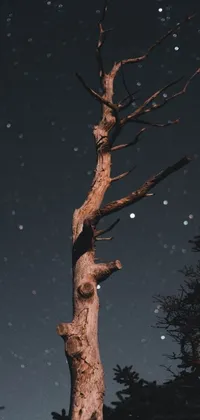 This phone live wallpaper depicts a digital rendering of a dead tree against a beautiful starry night sky