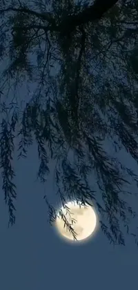 This live phone wallpaper features a mystical scene with a full moon shining through the branches of a tree
