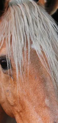 This high-definition live wallpaper depicts a breathtaking close-up of a horse against a black backdrop