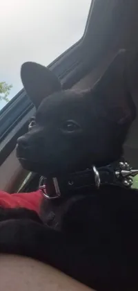 This live phone wallpaper features a black dog wearing a choker and sitting in the passenger seat of a car
